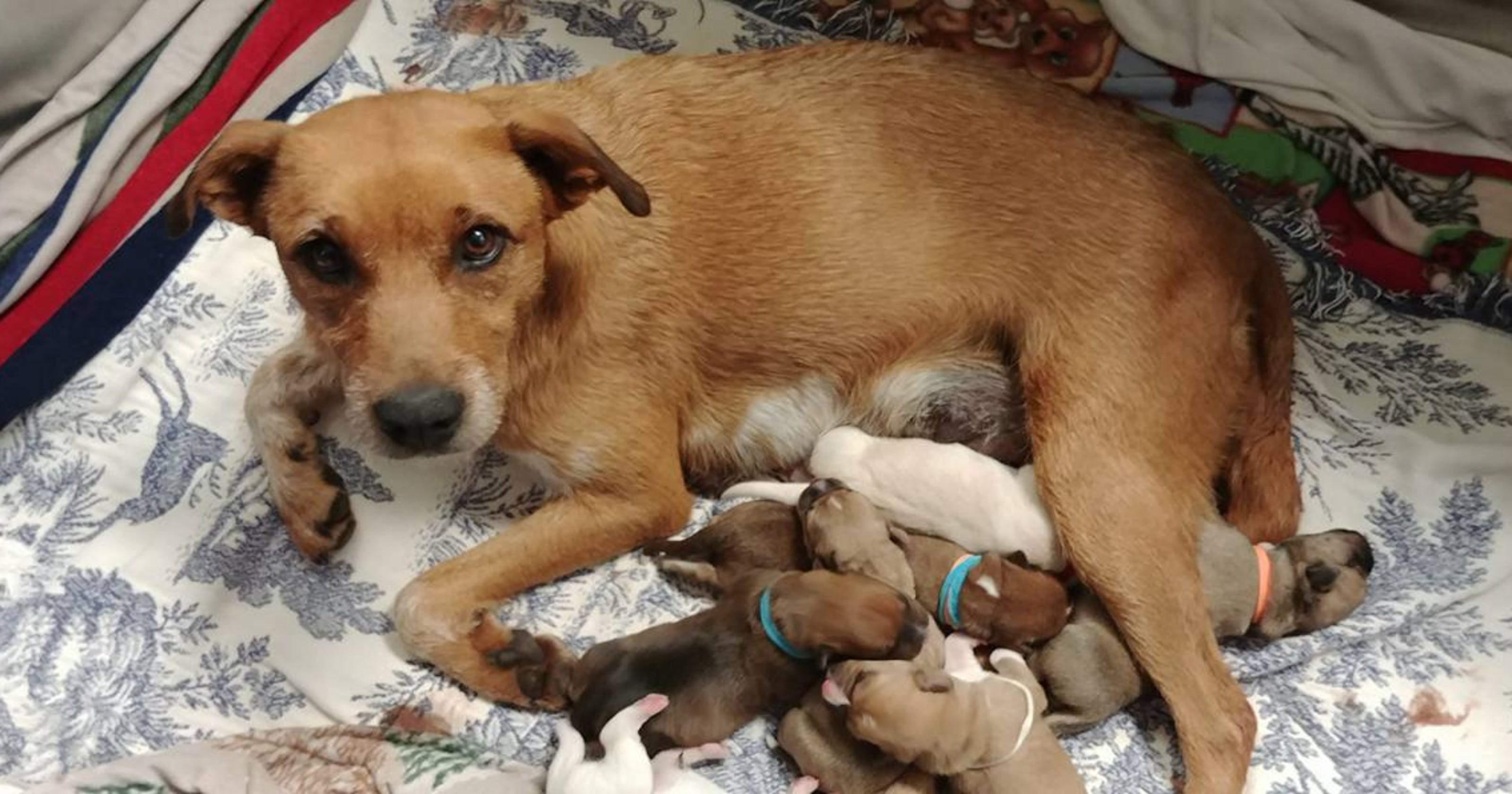 Sandi Paws Rescue gives Zoe, other dogs 'new leash on life'