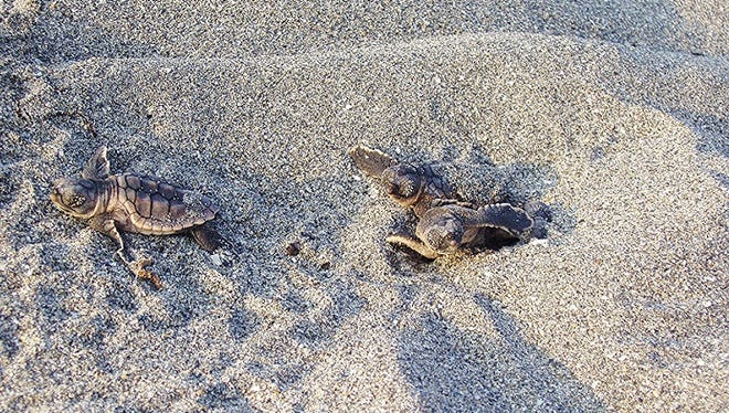 "Hands off" is the best policy when encountering sea turtles hatching on area beaches.