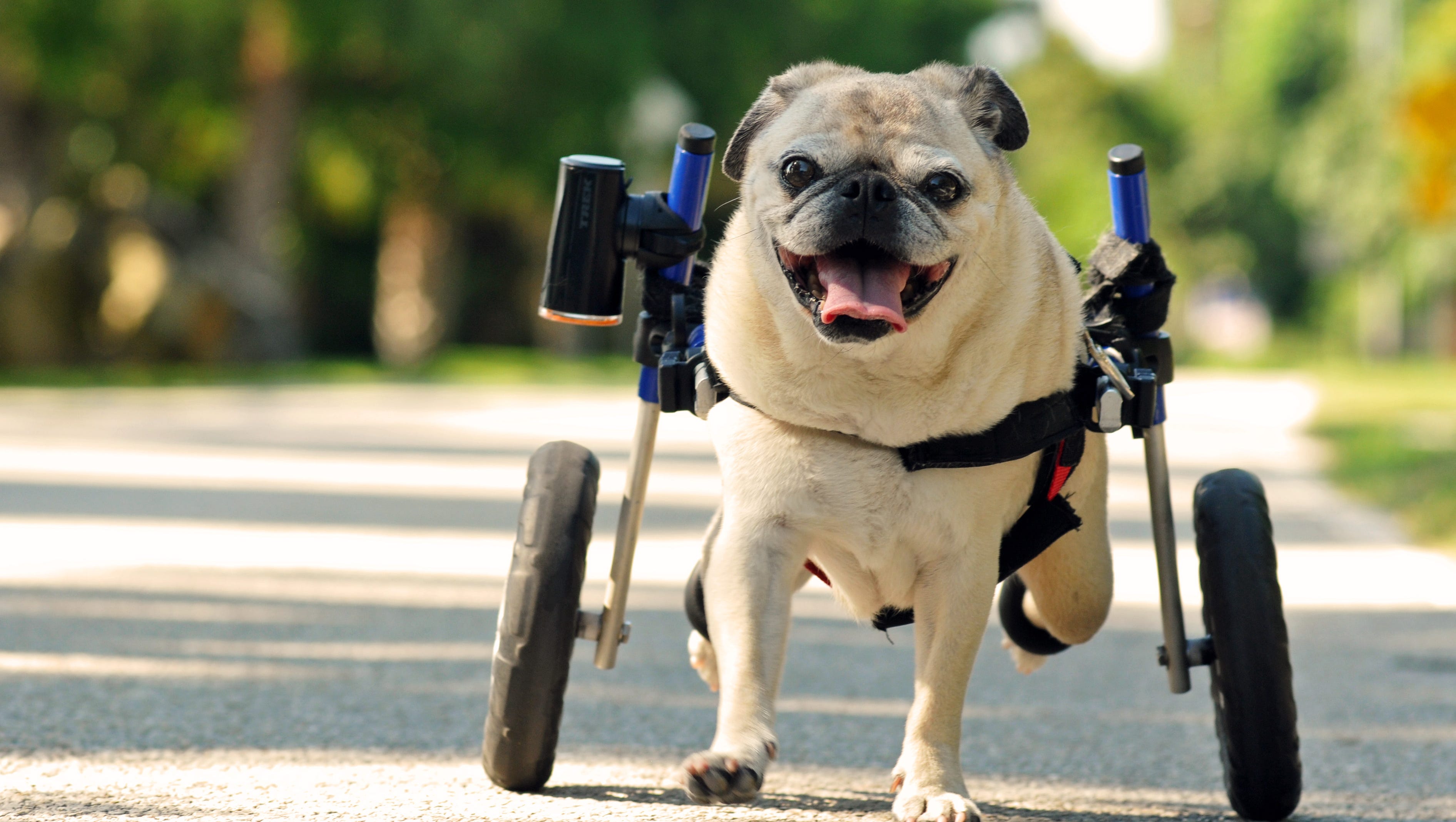 Wheelchair Doesn T Sideline This Merritt Island Pug Dachshund doxie pug wheelchair's ( made to fit your small dog atlantic city, new jersey, watching tide, wheelchair, sidesaddle, pug dog 1890from $32.00 watching the tide come in at atlantic city beach pier wheelchair pug dog. sideline this merritt island pug