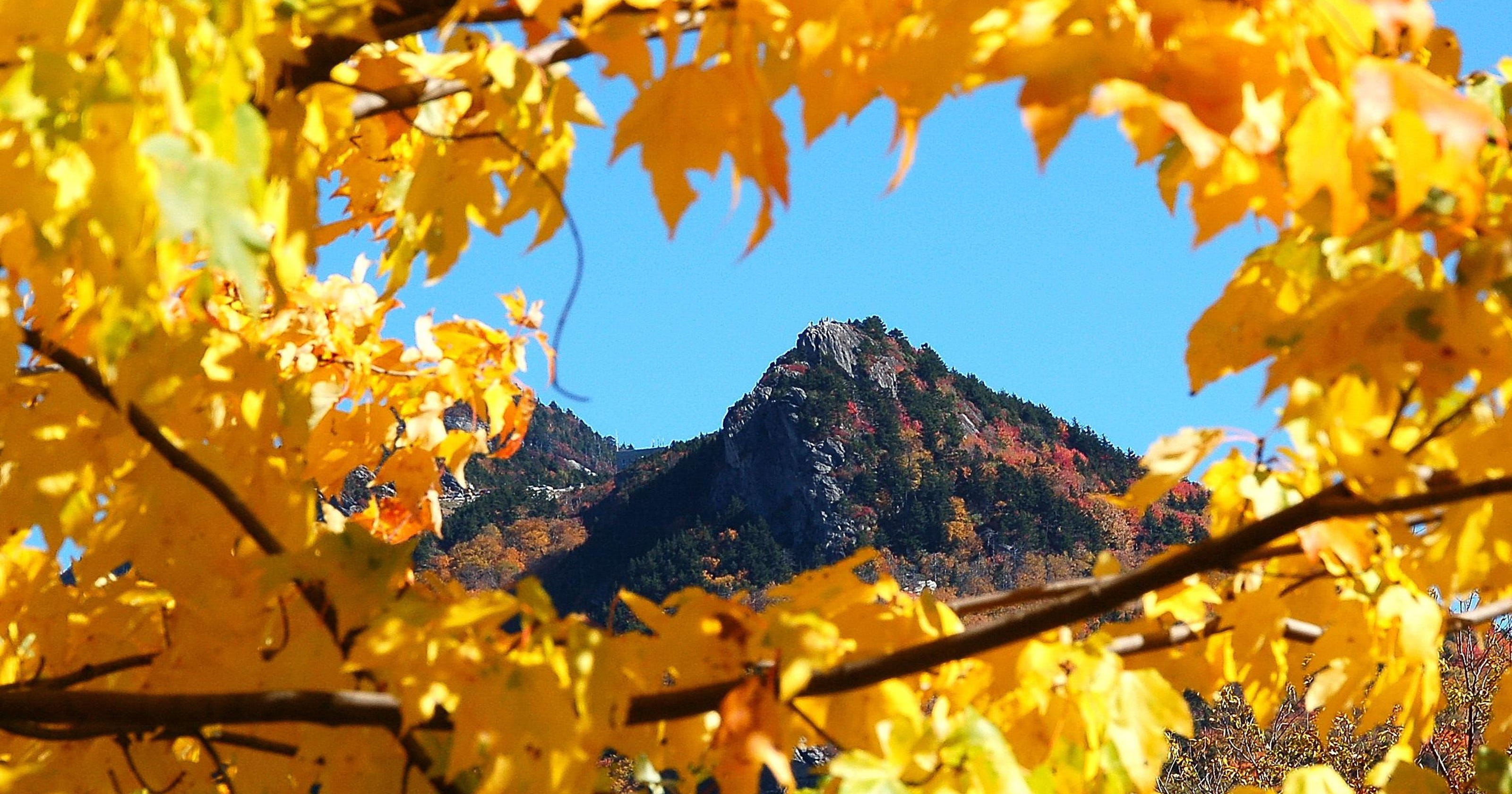 Top Spots Hikes Drives For Fall Color Near Asheville