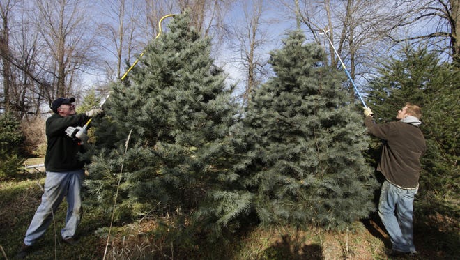Jim Kunz, left, and his son Joe Kunz, right, trim the tops of Christmas trees  at Kunz's Tree Farm in Webster as they prepare for the upcoming Christmas season in this 2010 photo.  The tree farm has been in the Kunz family since 1949.