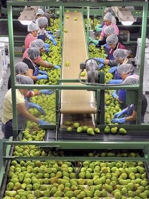 Workers sort pears at the Naumes Packing Plant in Medford.