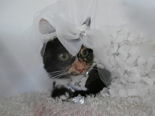 Nice Day For A Cat Wedding