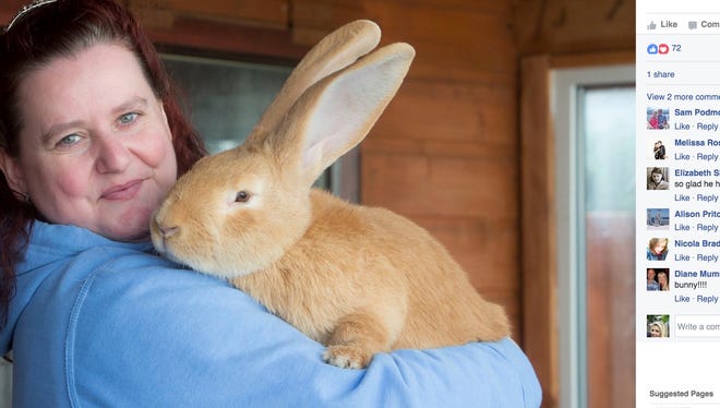 Dog-sized rabbit finds a forever home