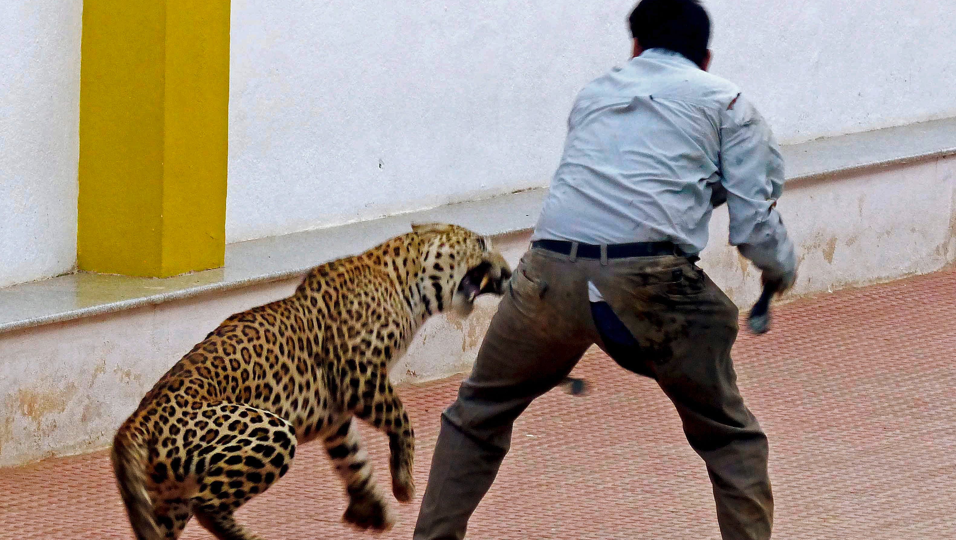 Хищники нападение. Нападение диких животных. Ягуар нападает на человека. Животные нападают на людей.