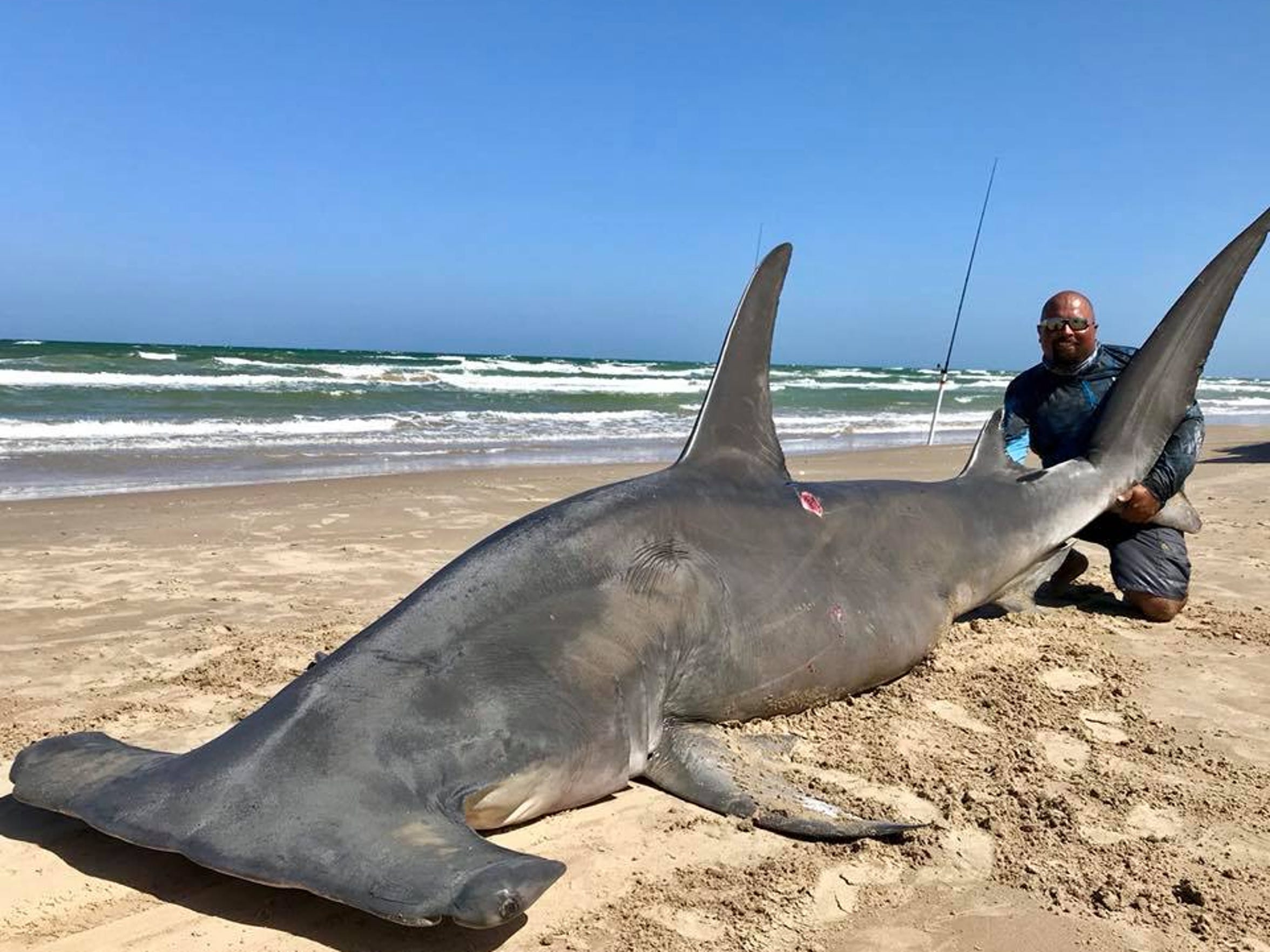 Nearly 1,000pound shark caught from Padre Island National Seashore