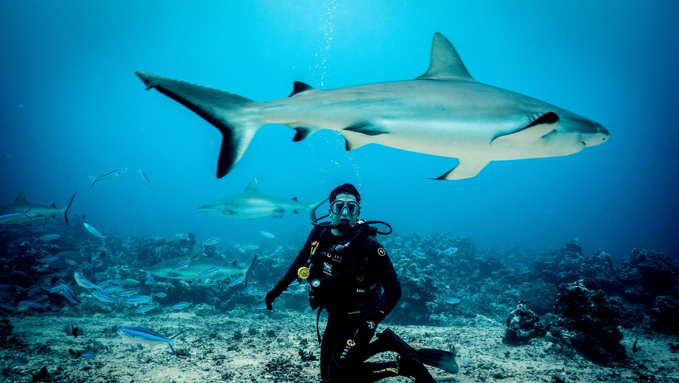 New Feeding Frenzy On Discovery S Shark Week