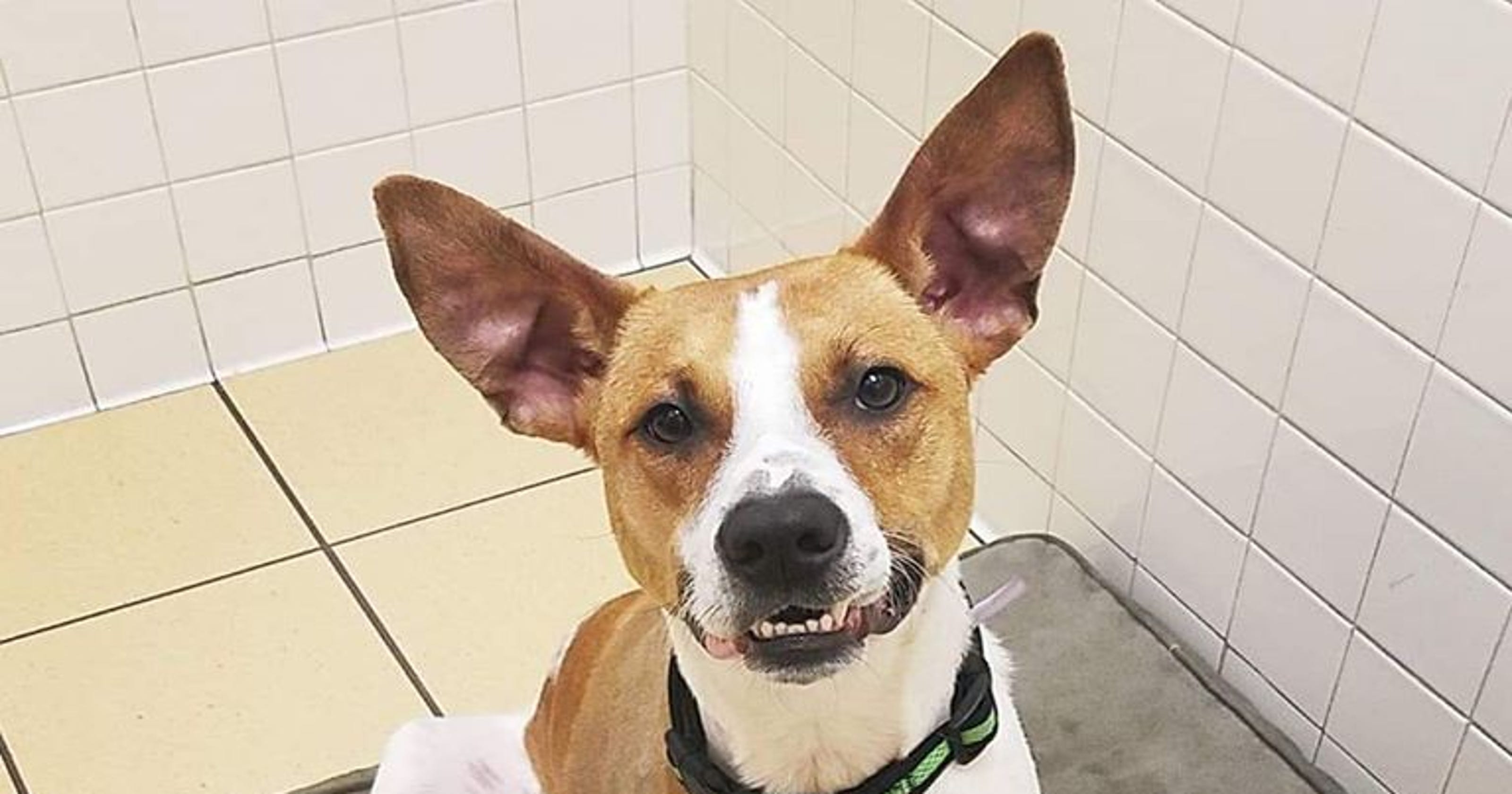 Threelegged dog up for adoption at Nashville Humane Association