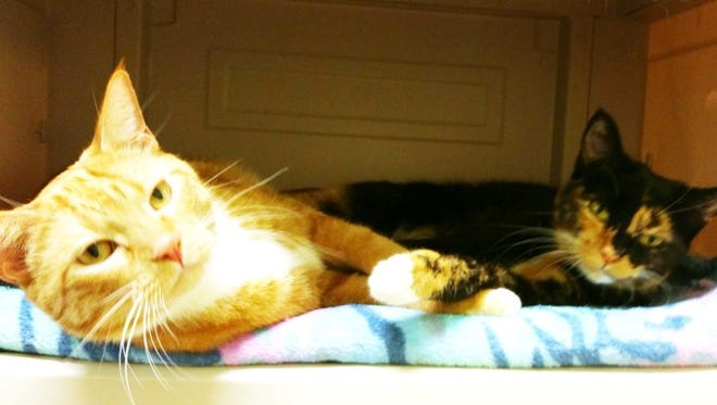 Devlin and Flex want to find their forever home together.