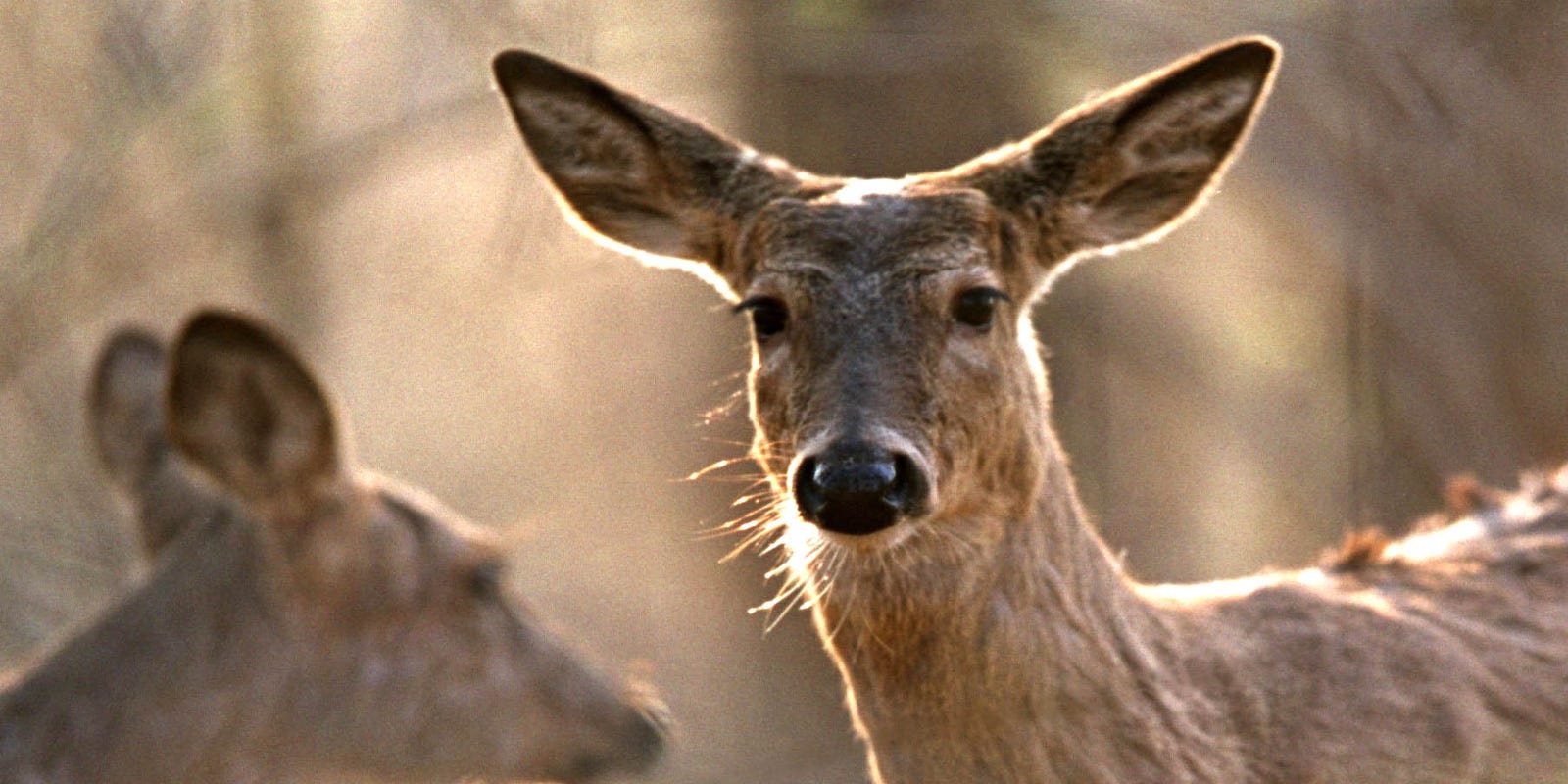 Michigan Dnr New Rules To Know For The Upcoming Deer Hunting Season