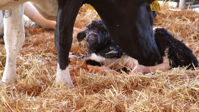 A calf is born in the Sanilac County Miracle of Life tent in 2016.