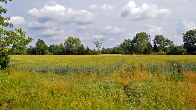A summertime view of the Thompson property at Pleasant View Road and Route 601 in Montgomery.