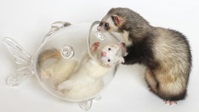 SHELTER TALES: Good Samaritans help lost ferrets