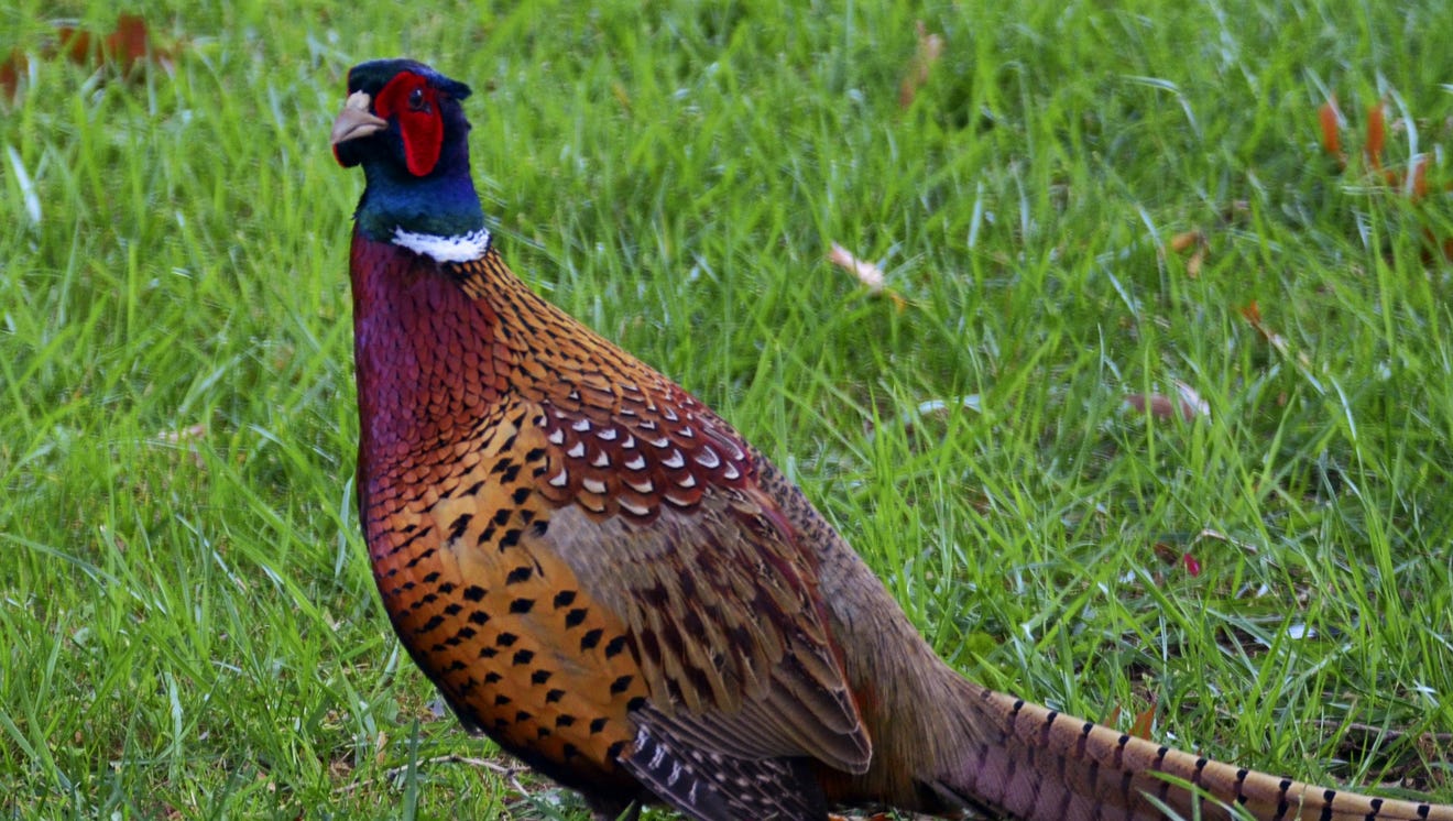 Pheasant permits needed to hunt his season