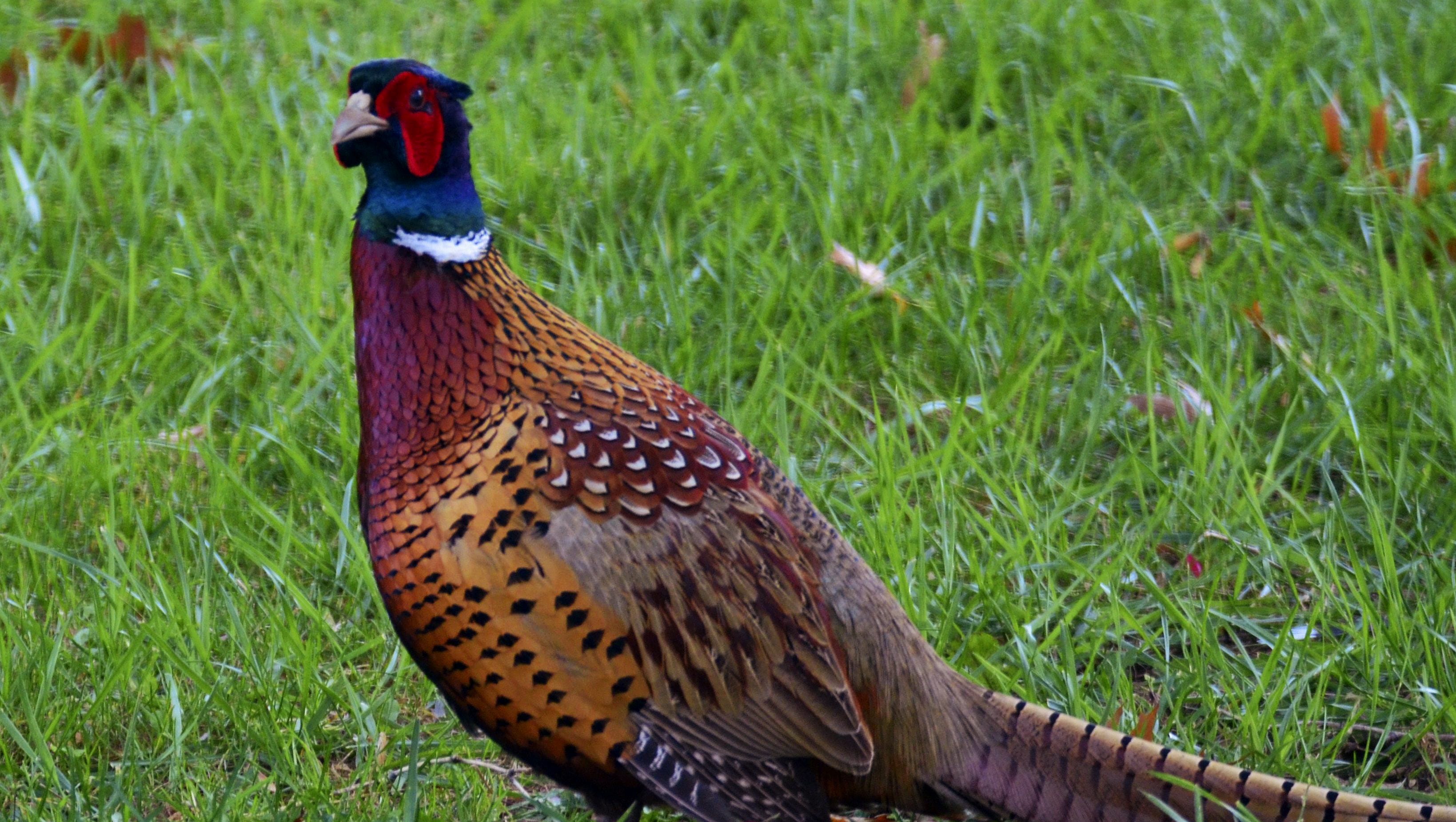 Pheasant Stocking Pa 2024 - Betsy Lucienne