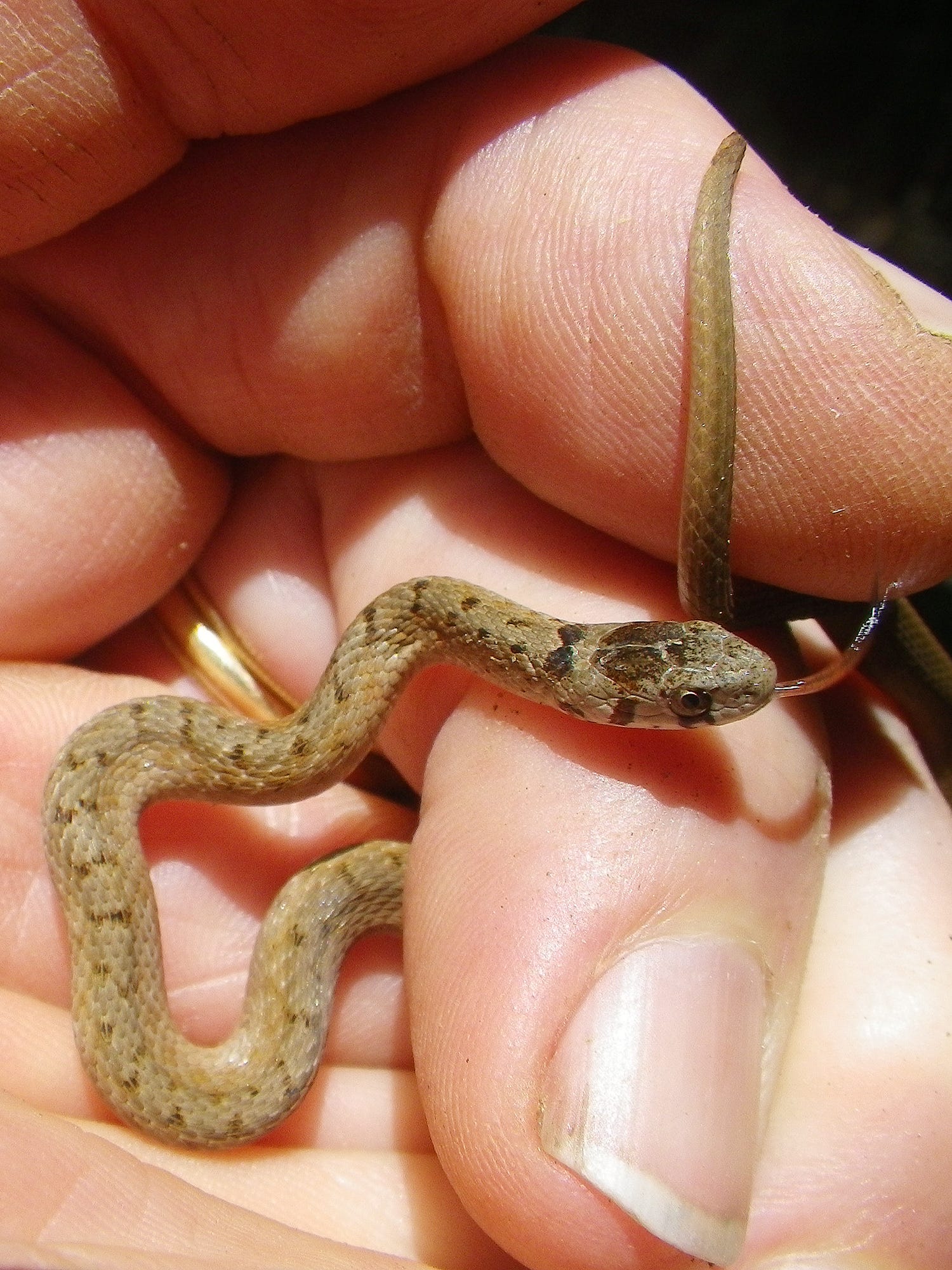 5 Snakes You May Encounter This Summer