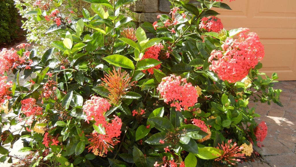 Featured image of post The Best 17 Santan Plant Landscape