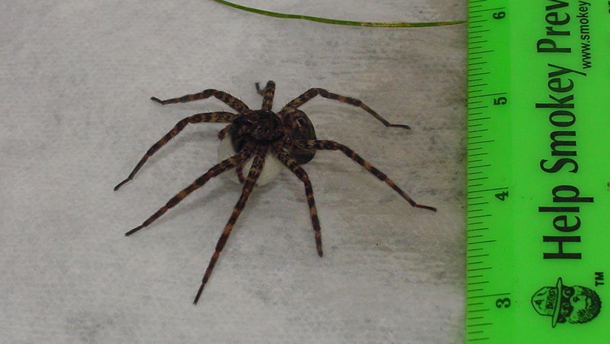 Eeek Spiders So Big You Will Freak