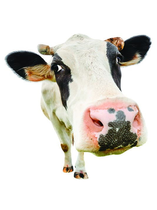 get in a good mooed: eat free ice cream