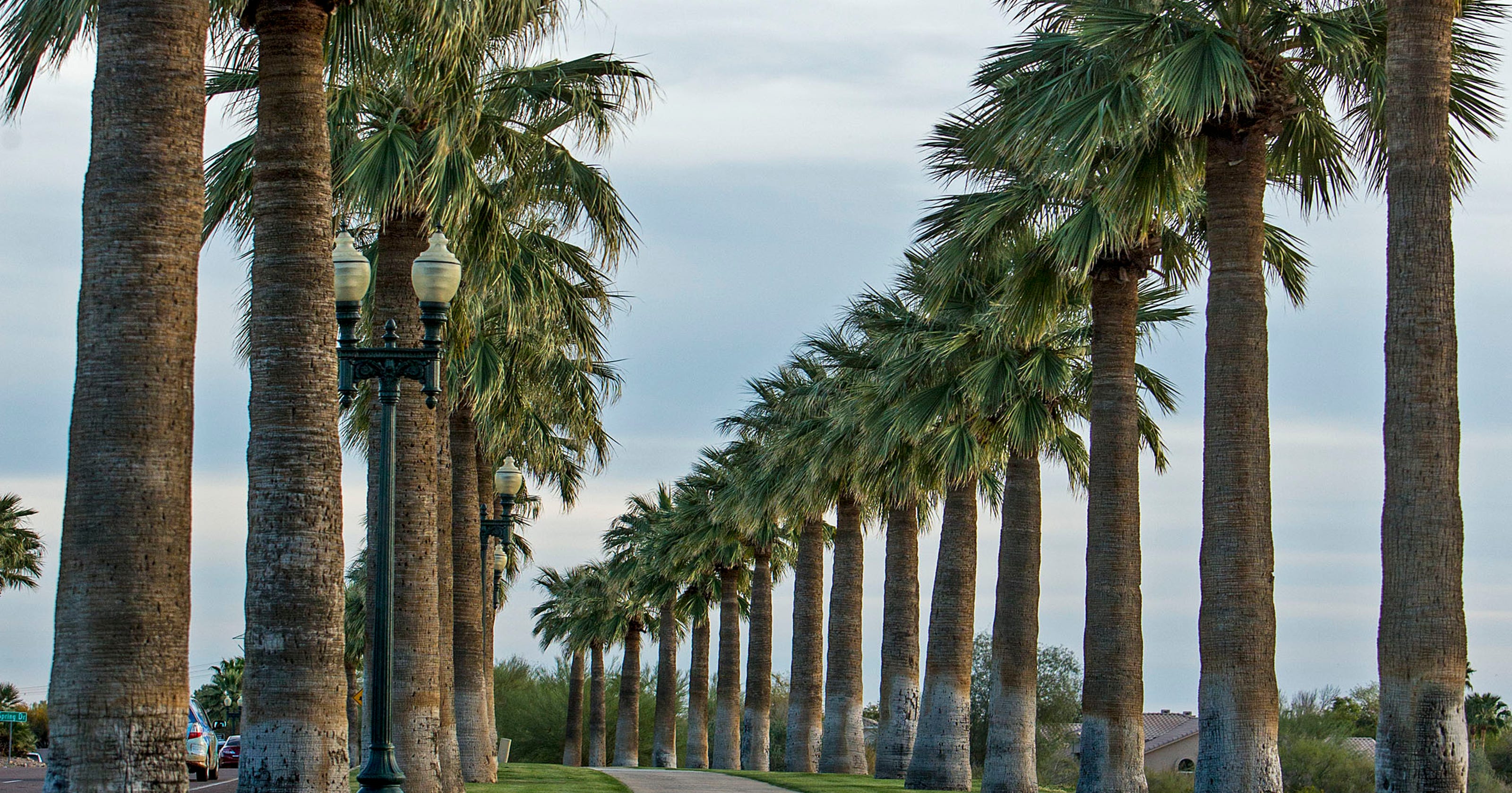 Are palm trees native to Arizona?