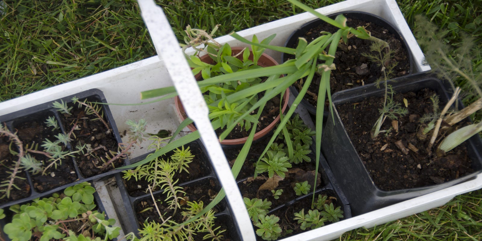 Ribbon Cutting Planned At Community Garden