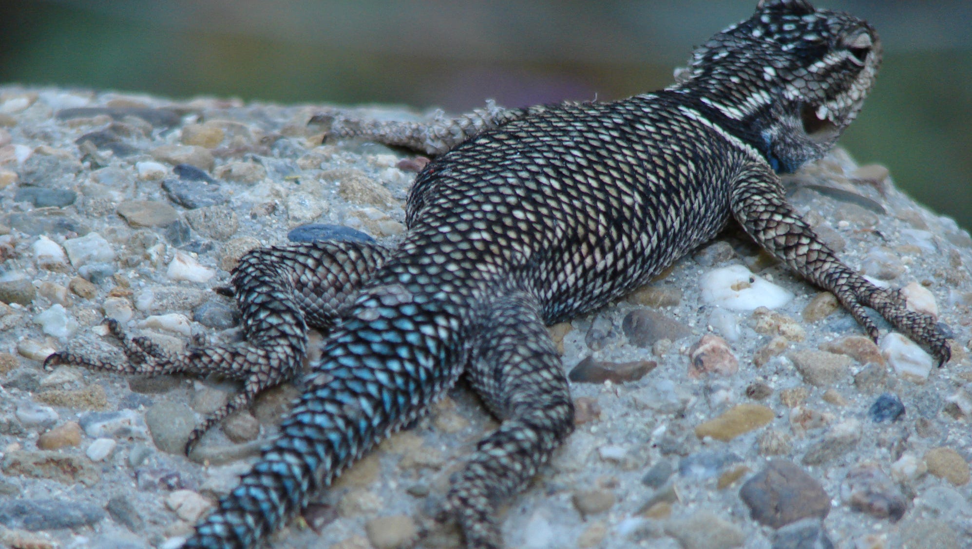 Ask Clay Where Is That Lazy Lizard We May Never Know