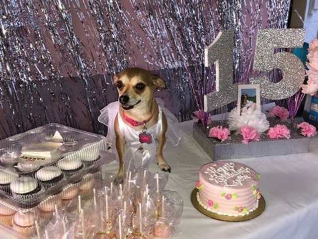 South Texas Chihuahua Gets Quinceanera Celebration