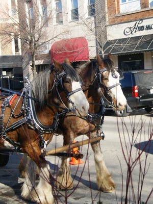 Clydesdales John and Cletus walk in downtown Fond du Lac in December 2014.