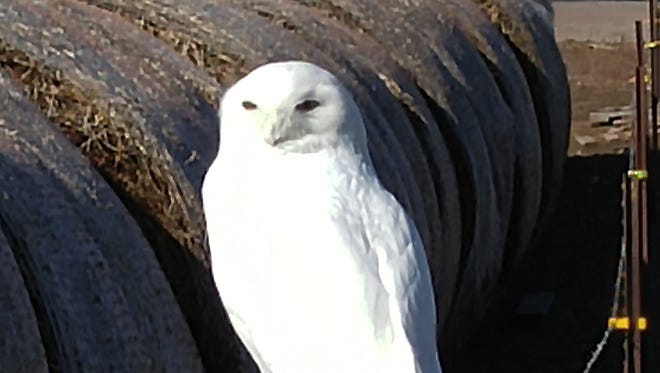 This snowy owl was spotted sitting on the fence post on Red River and Lincoln Townline Road. These birds prefer open areas such as farmland, beaches and break walls.