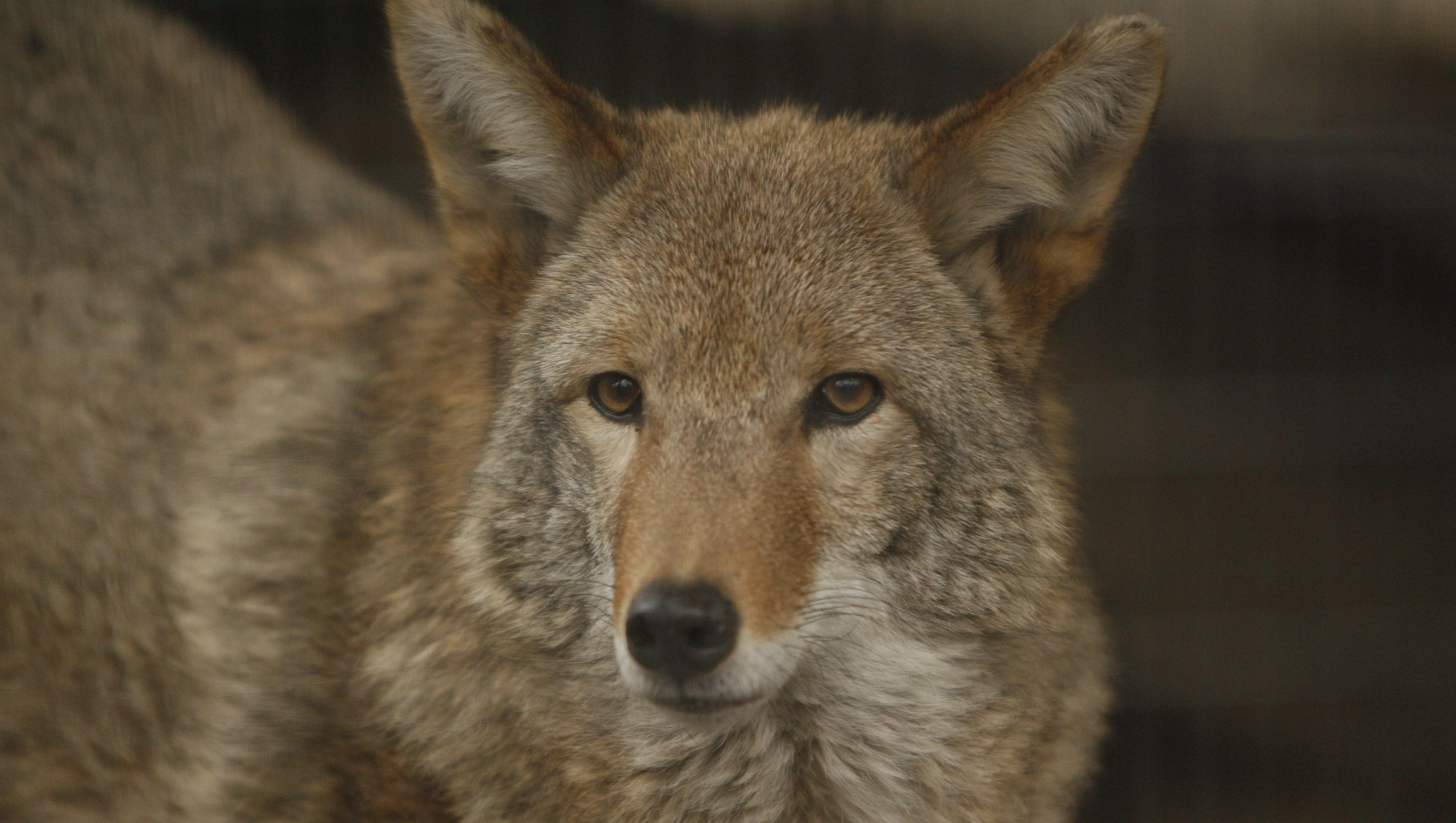 Coyote rabies vaccine bait can help protect Westchester