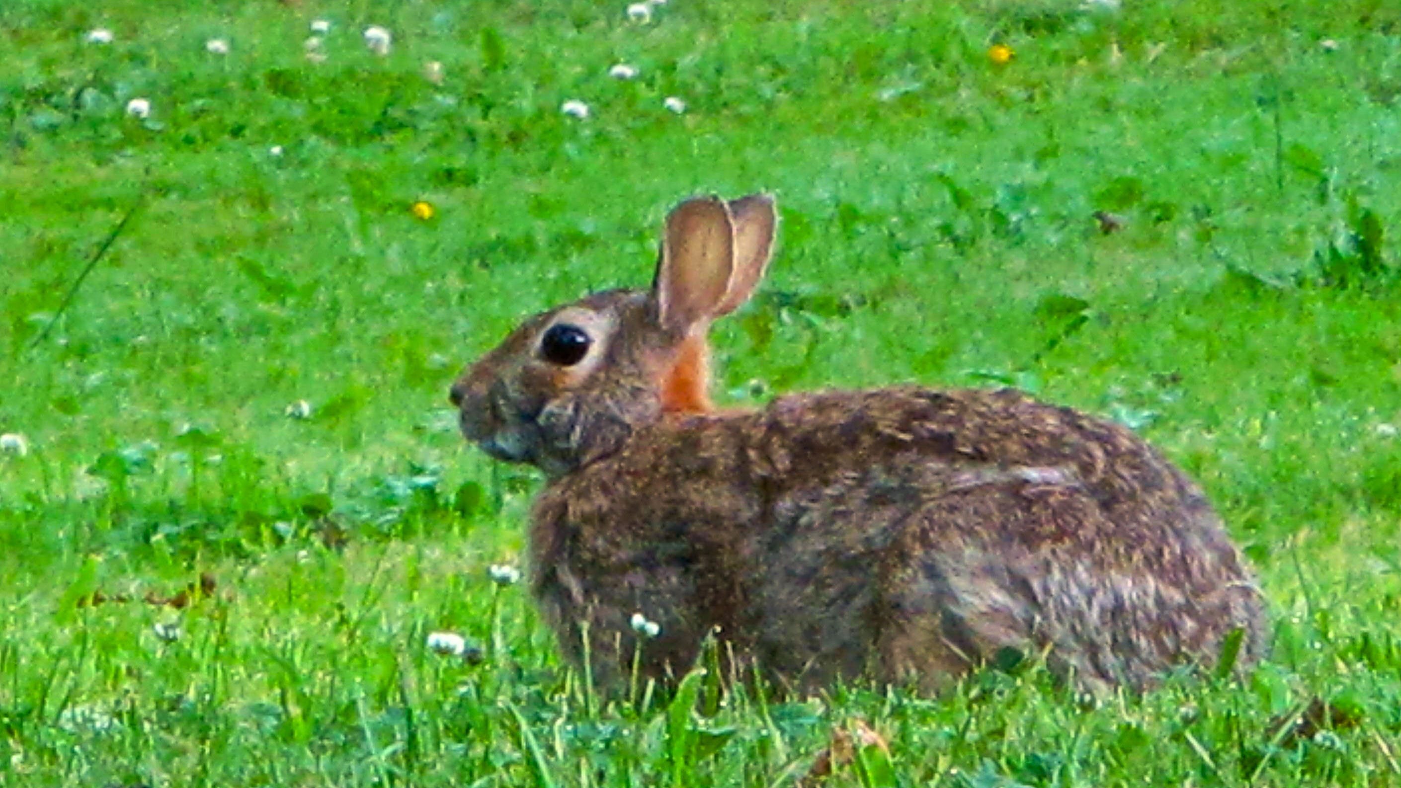 Ohio rabbit hunters should have good season