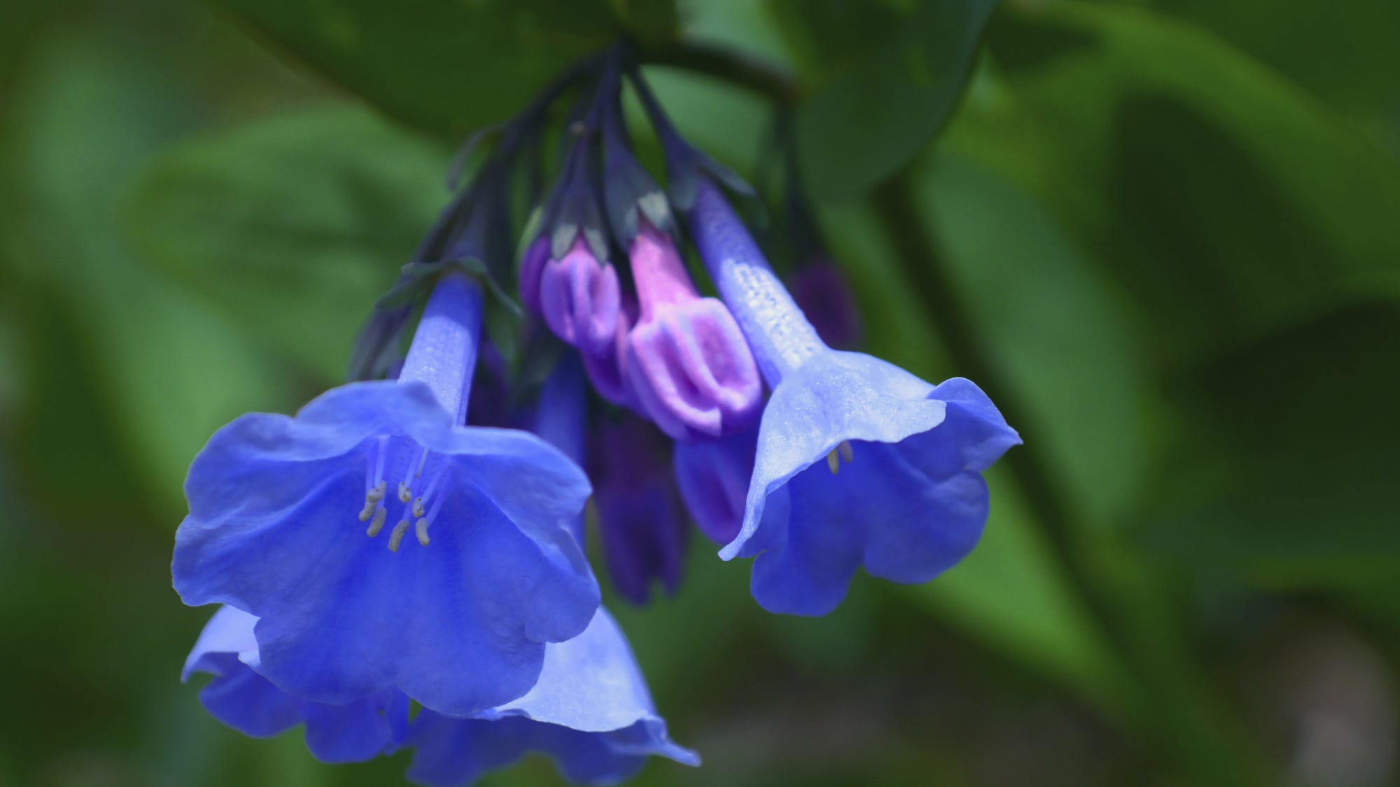 Virginia bluebells addition to native plant gardens