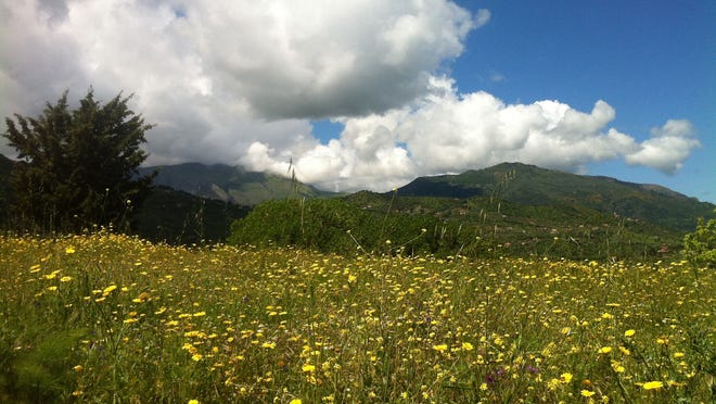 A pasture of wildflowers in the Madonie mountains. Sicily becomes a panoramic canvas for nature's colors during the wet winter and spring months when a bounty of wildflowers sprouts up across the island. The mountains of Sicily also offer hikes suiting all levels of skill.