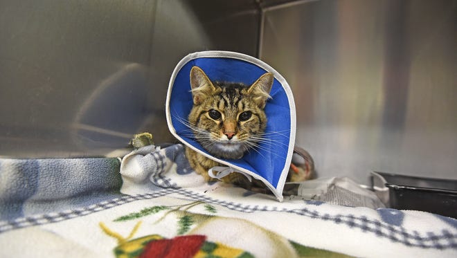 A cat that was tortured with a firecracker wears a protective collar Tuesday morning after being treated for injuries.