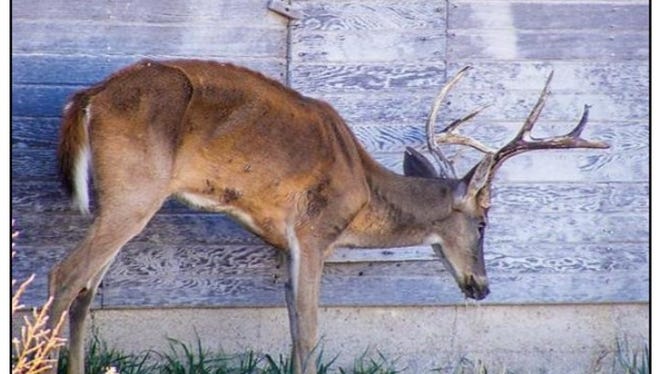 A deer with chronic wasting disease in Kansas.