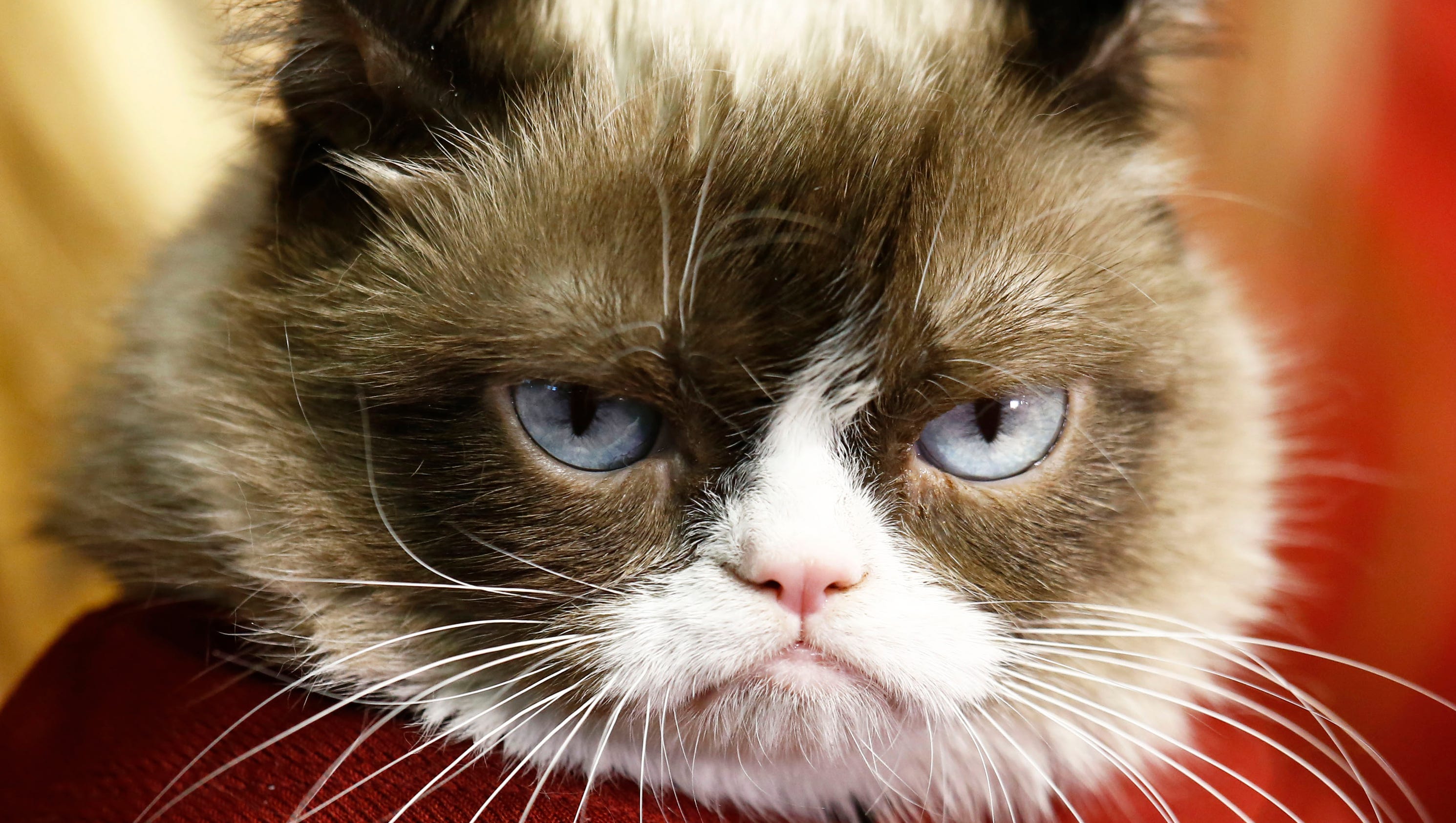 Grumpy Cat wins copyright lawsuit