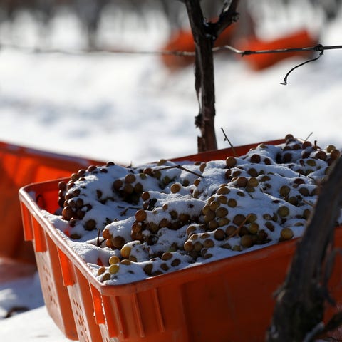 The ice wine harvest at Casa Larga Vineyards in Pe
