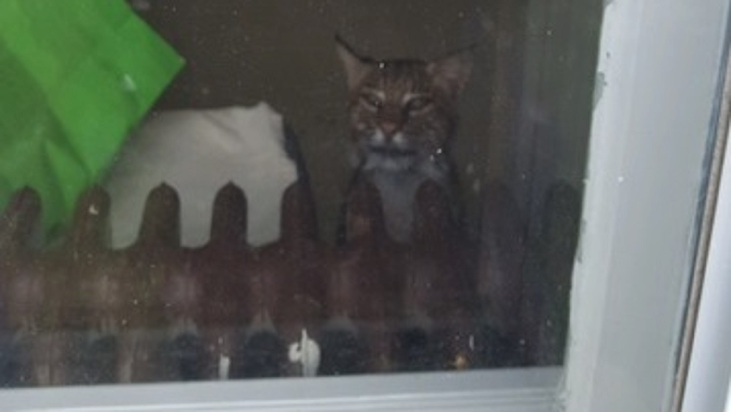 Bobcat attacks dog in Washington Twp., possibly rabid