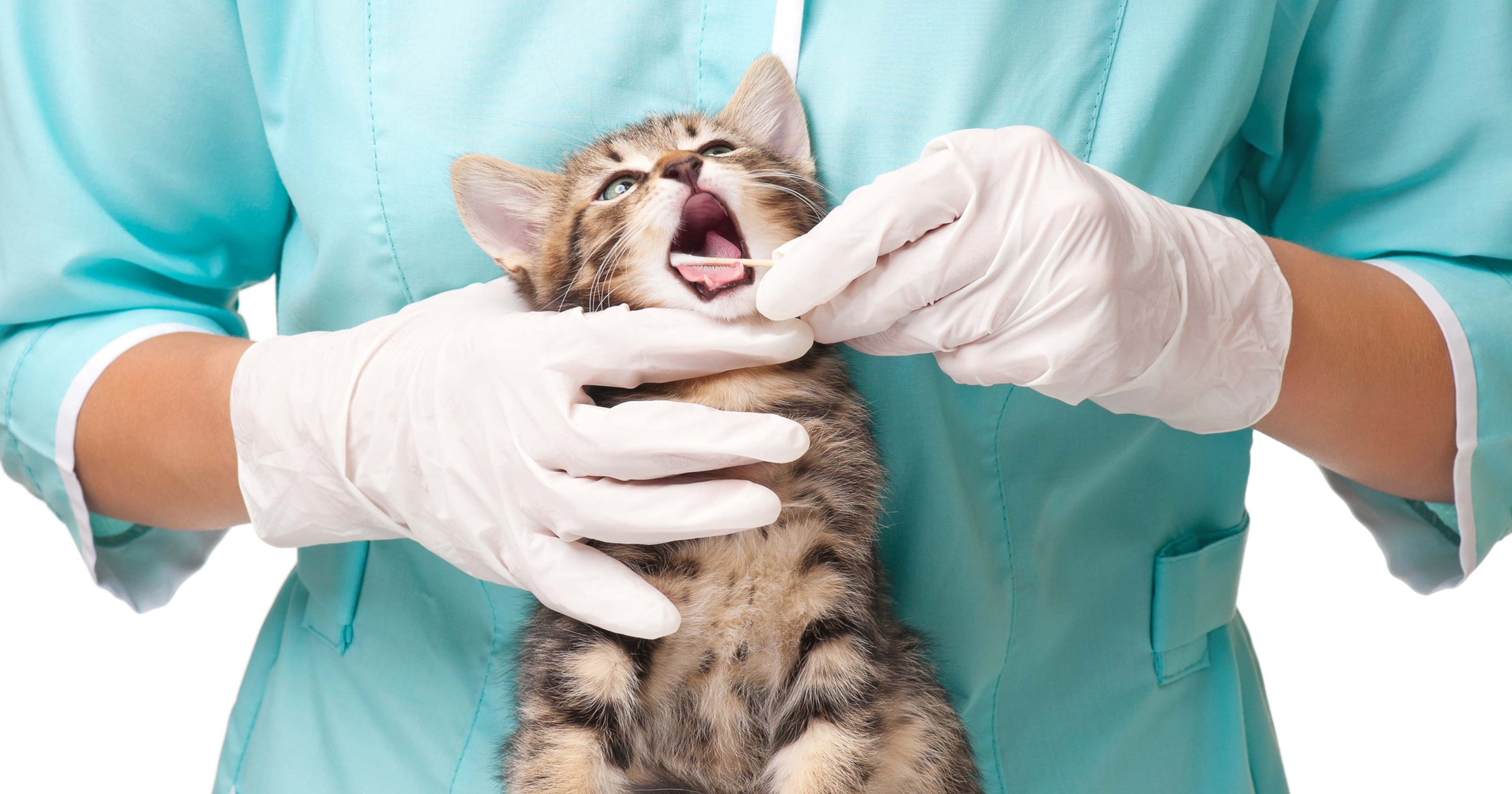 12 jobs working with animals (that actually pay pretty well)