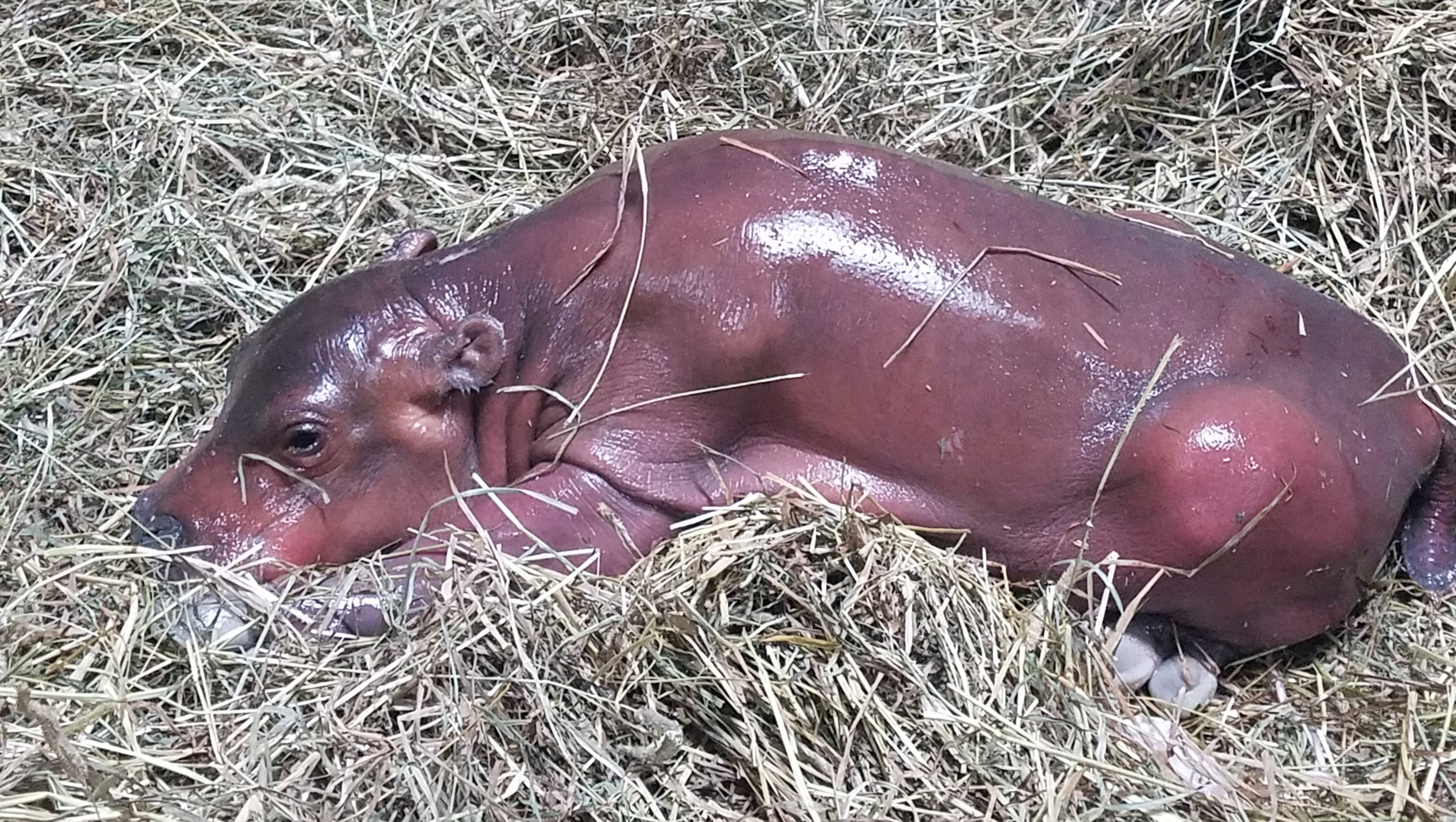 Wallpaper It S Fiona The Hippo S Birthday She S Already Had A Remarkable Life For Free