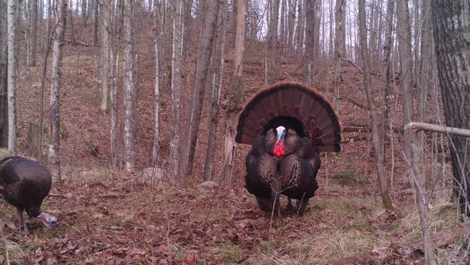 A big Langlade County tom in strut.