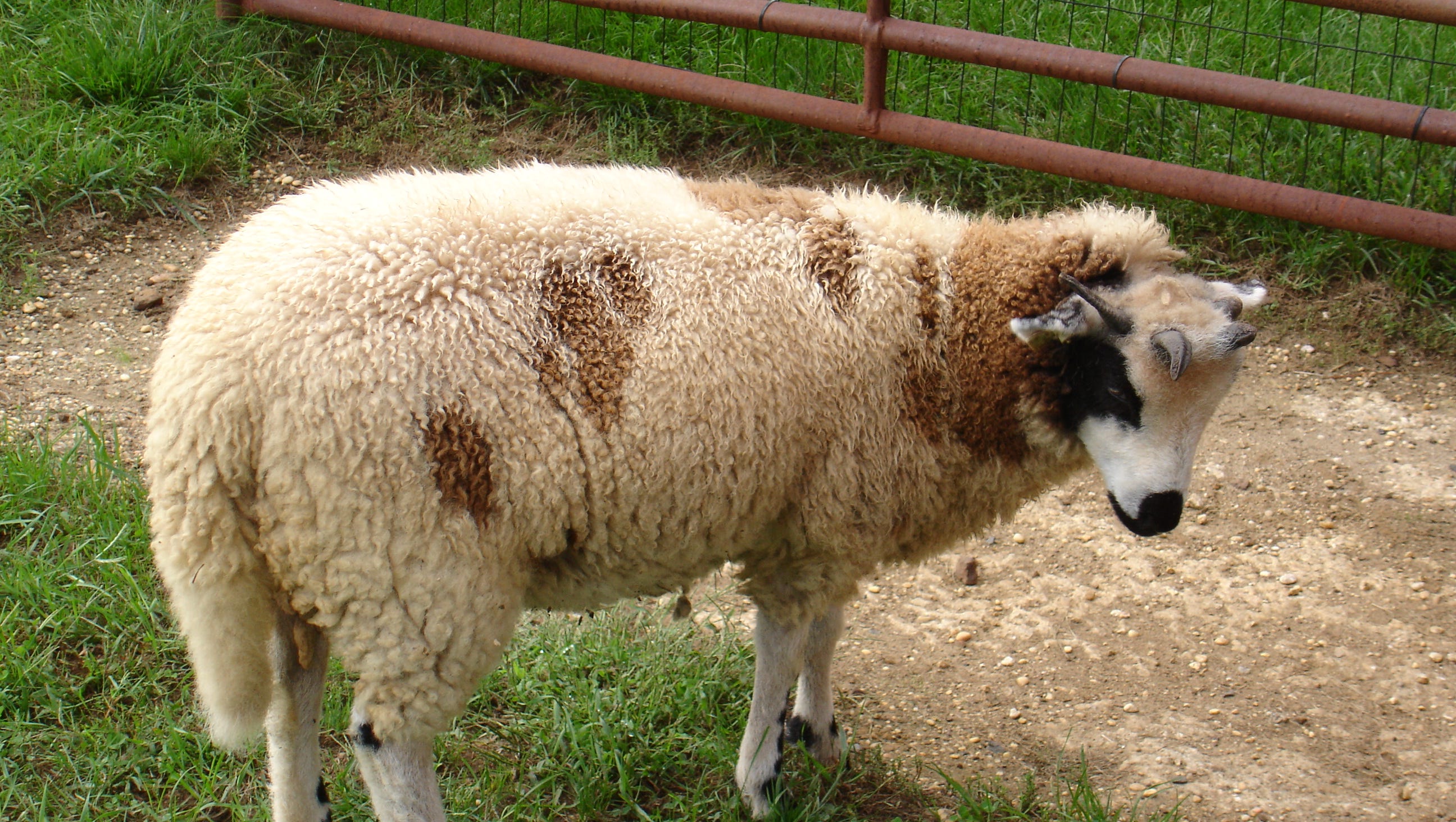 Meet one of New Jersey's sheep breeders