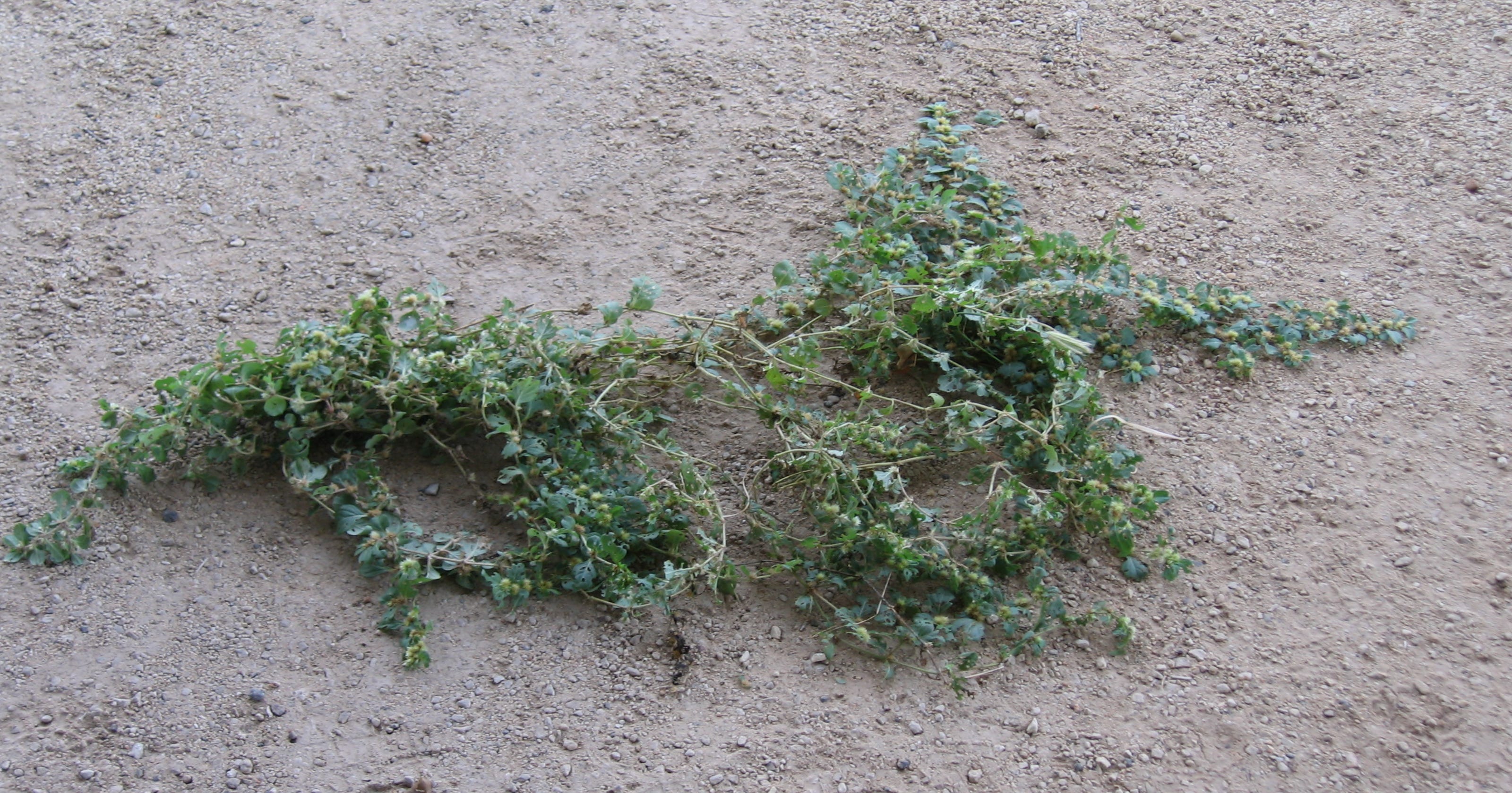 Khaki weeds can be wearing on your lawn