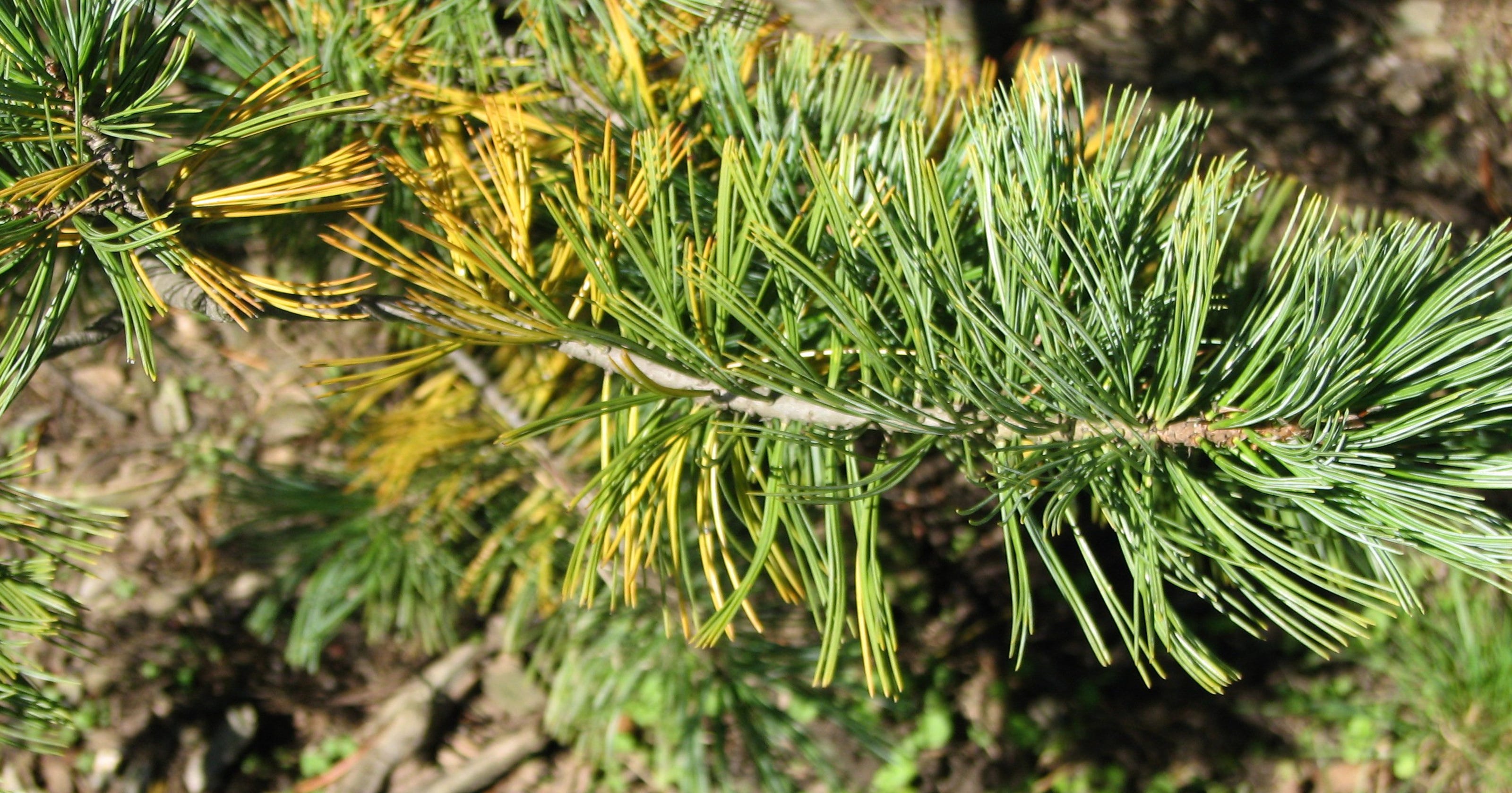 Gardening Evergreen needles, perennials