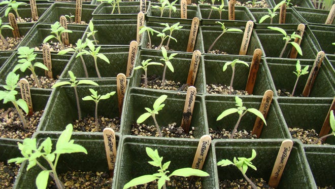 It is too soon to plant warm season crops in the garden, but we can get them started indoors.
