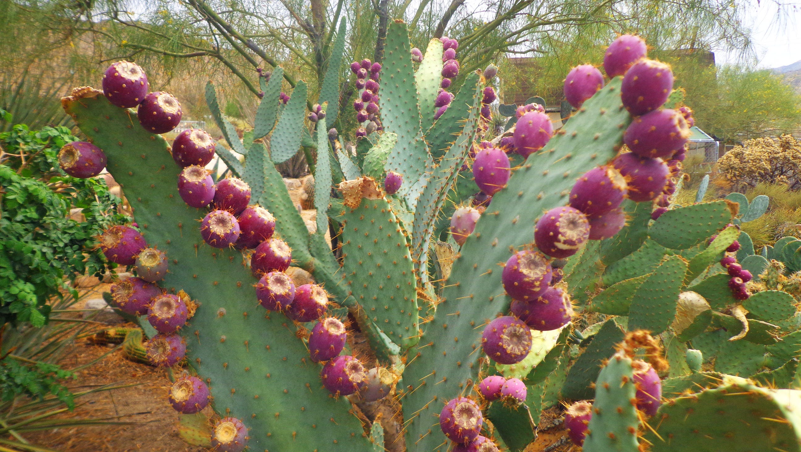 Fruit Of The Heart Use Cactus Fruit For Jelly