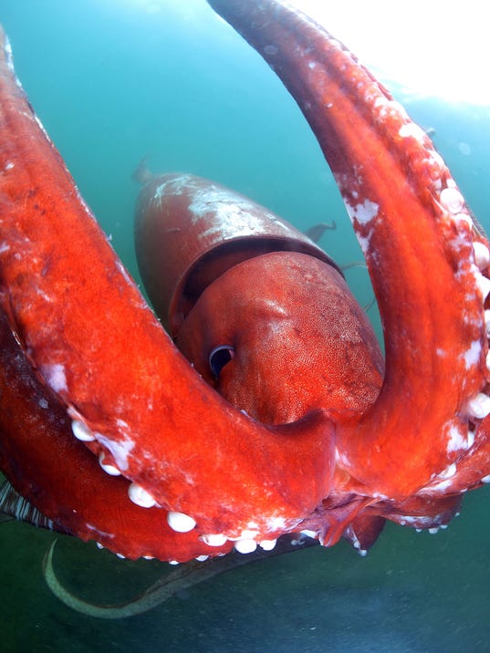 Watch: Rare giant squid caught on camera in Japanese bay