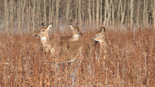 bow and crossbow deer hunting season begins Sept. 17.
