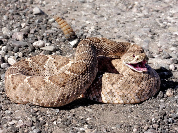 Do rattlesnakes swim? One Arizona fisherman found out