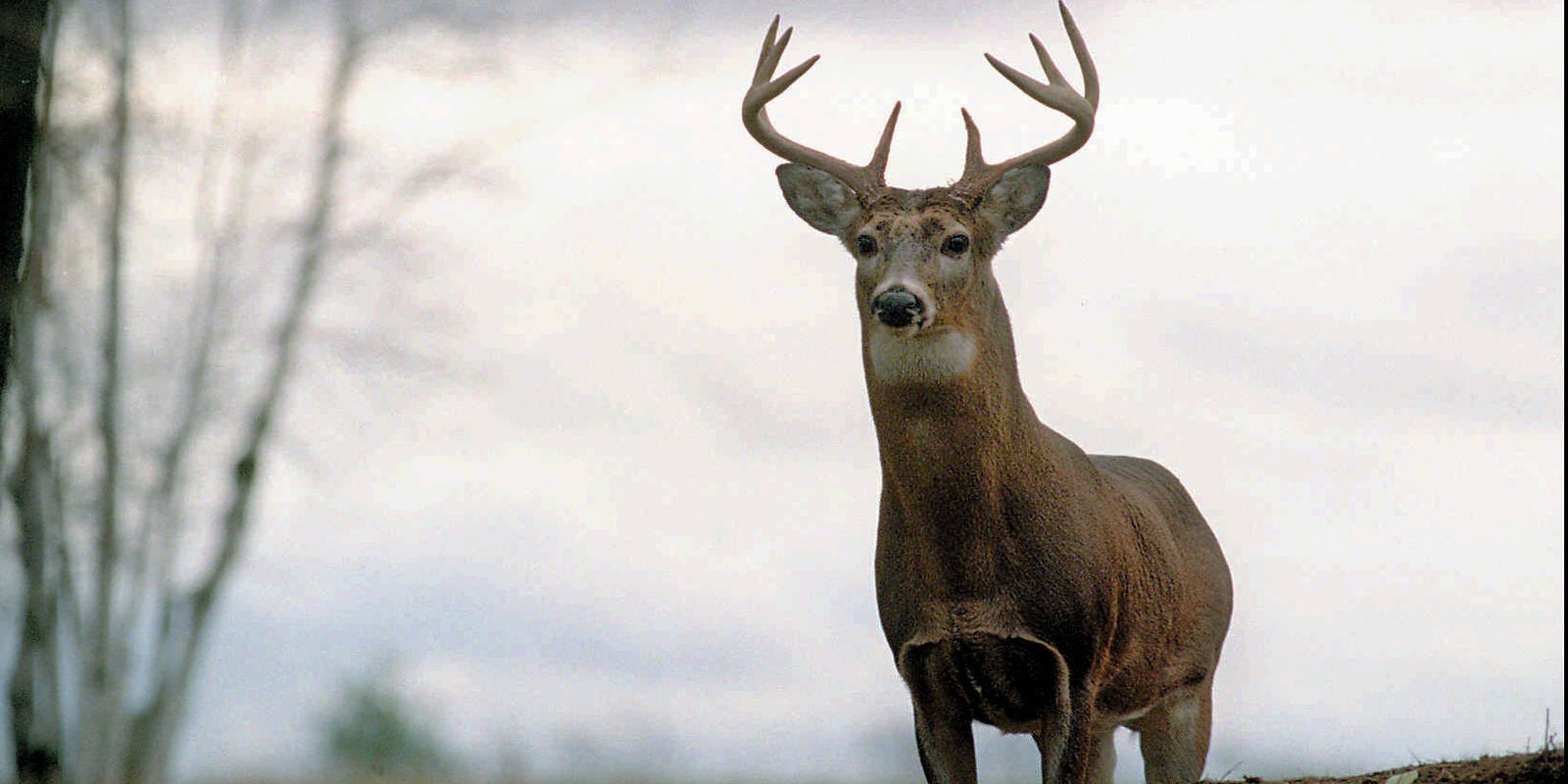 Dnr Overrun With Dead Deer Heads For Chronic Wasting Disease
